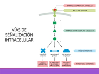 VÍAS DE
SEÑALIZACIÓN
INTRACELULAR
 