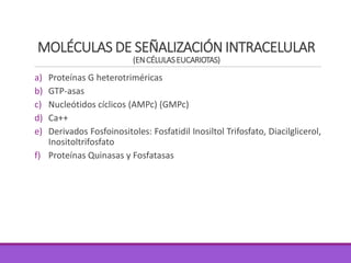 MOLÉCULAS DE SEÑALIZACIÓN INTRACELULAR
(ENCÉLULASEUCARIOTAS)
a) Proteínas G heterotriméricas
b) GTP-asas
c) Nucleótidos cíclicos (AMPc) (GMPc)
d) Ca++
e) Derivados Fosfoinositoles: Fosfatidil Inosiltol Trifosfato, Diacilglicerol,
Inositoltrifosfato
f) Proteínas Quinasas y Fosfatasas
 