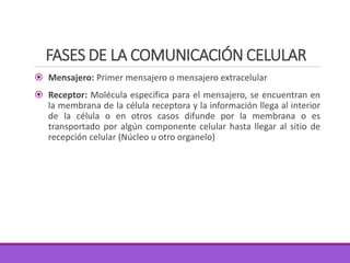  Mensajero: Primer mensajero o mensajero extracelular
 Receptor: Molécula específica para el mensajero, se encuentran en
la membrana de la célula receptora y la información llega al interior
de la célula o en otros casos difunde por la membrana o es
transportado por algún componente celular hasta llegar al sitio de
recepción celular (Núcleo u otro organelo)
FASES DE LA COMUNICACIÓN CELULAR
 