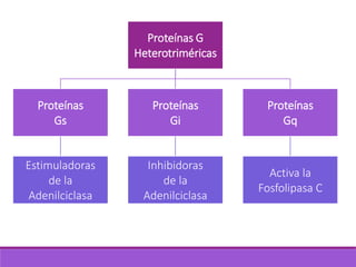Proteínas G
Heterotriméricas
Proteínas
Gs
Estimuladoras
de la
Adenilciclasa
Proteínas
Gi
Inhibidoras
de la
Adenilciclasa
Proteínas
Gq
Activa la
Fosfolipasa C
 