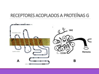 RECEPTORES ACOPLADOS A PROTEÍNAS G
A B
 