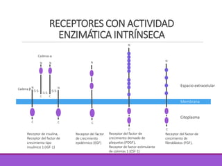 RECEPTORES CON ACTIVIDAD
ENZIMÁTICA INTRÍNSECA
Receptor del factor de
crecimiento de
fibroblástos (FGF),
C
-S-S-
-S-S-
-S-S-
C
N
C
N
N
C
N
C
Receptor de insulina,
Receptor del factor de
crecimiento tipo
insulínico 1 (IGF-1)
Receptor del factor
de crecimiento
epidérmico (EGF)
C
N
C
N
Receptor del factor de
crecimiento derivado de
plaquetas (PDGF),
Receptor de factor estimulante
de colonias 1 (CSF-1)
N
Cadenas 
Cadena 
Membrana
Citoplasma
Espacio extracelular
 