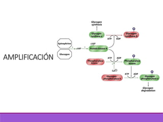 AMPLIFICACIÓN
 