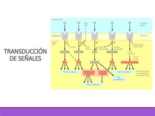 TRANSDUCCIÓN
DE SEÑALES
 