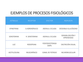 EJEMPLOS DE PROCESOS FISIOLÓGICOS
ESTÍMULO RECEPTOR EFECTOR RESPUESTA
EPINEFRINA b-ADRENÉRGICO ADENILIL-CICLASA DESDOBLA GLUCÓGENO
SEROTONINA R. SEROTONINA ADENILIL-CICLASA
SENSIBILIZACIÓN Y
APRENDIZAJE
LUZ RODOPSINA
FOSFODIESTERASA
GMPc
EXCITACIÓN VISUAL
ACETILCOLINA MUSCARÍNICO CANAL DE POTASIO NEUROMUSCULAR
 