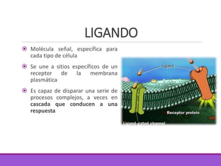 LIGANDO
 Molécula señal, específica para
cada tipo de célula
 Se une a sitios específicos de un
receptor de la membrana
plasmática
 Es capaz de disparar una serie de
procesos complejos, a veces en
cascada que conducen a una
respuesta
 
