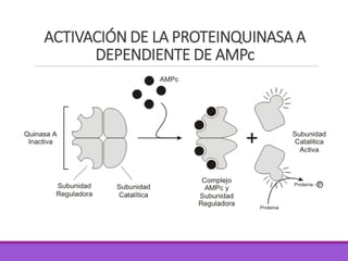 ACTIVACIÓN DE LA PROTEINQUINASA A
DEPENDIENTE DE AMPc
 