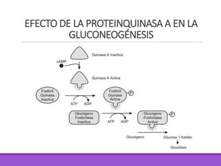 EFECTO DE LA PROTEINQUINASA A EN LA
GLUCONEOGÉNESIS
 