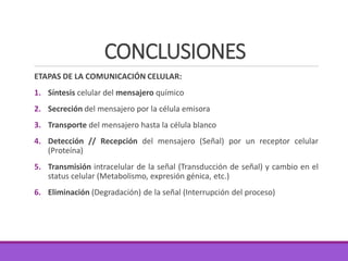 CONCLUSIONES
ETAPAS DE LA COMUNICACIÓN CELULAR:
1. Síntesis celular del mensajero químico
2. Secreción del mensajero por la célula emisora
3. Transporte del mensajero hasta la célula blanco
4. Detección // Recepción del mensajero (Señal) por un receptor celular
(Proteína)
5. Transmisión intracelular de la señal (Transducción de señal) y cambio en el
status celular (Metabolismo, expresión génica, etc.)
6. Eliminación (Degradación) de la señal (Interrupción del proceso)
 