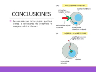 CONCLUSIONES
 Los mensajeros extracelulares pueden
unirse a receptores de superficie o
receptores intracelulares
 