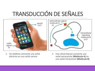 TRANSDUCCIÓN DE SEÑALES
1. Un teléfono convierte una señal
eléctrica en una señal sonora
2. Una célula blanco convierte una
señal extracelular (Molécula A) en
una señal intracelular (Molécula B)
 