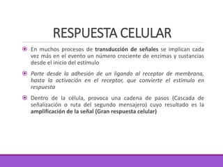 RESPUESTA CELULAR
 En muchos procesos de transducción de señales se implican cada
vez más en el evento un número creciente de enzimas y sustancias
desde el inicio del estímulo
 Parte desde la adhesión de un ligando al receptor de membrana,
hasta la activación en el receptor, que convierte el estímulo en
respuesta
 Dentro de la célula, provoca una cadena de pasos (Cascada de
señalización o ruta del segundo mensajero) cuyo resultado es la
amplificación de la señal (Gran respuesta celular)
 