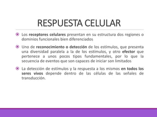 RESPUESTA CELULAR
 Los receptores celulares presentan en su estructura dos regiones o
dominios funcionales bien diferenciados
 Uno de reconocimiento o detección de los estímulos, que presenta
una diversidad paralela a la de los estímulos, y otro efector que
pertenece a unos pocos tipos fundamentales, por lo que la
secuencia de eventos que son capaces de iniciar son limitados
 La detección de estímulos y la respuesta a los mismos en todos los
seres vivos depende dentro de las células de las señales de
transducción.
 