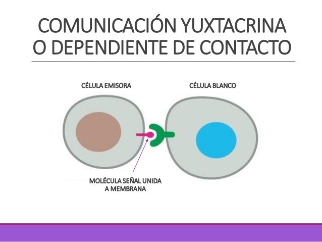 Semana 05 celular)