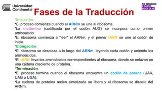 SEMANA 06 - Biología molecular -traducción y código genético.pptx