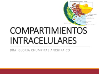 DRA. GLORIA CHUMPITAZ ANCHIRAICO
COMPARTIMIENTOS
INTRACELULARES
 
