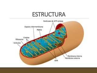 ESTRUCTURA
 