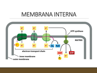 MEMBRANA INTERNA
 