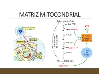 MATRIZ MITOCONDRIAL
 