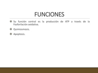 FUNCIONES
 Su función central es la producción de ATP a través de la
Fosforilación oxidativa.
 Quimiosmosis.
 Apoptosis.
 