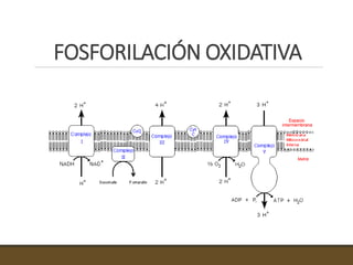 FOSFORILACIÓN OXIDATIVA
 