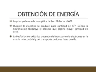 OBTENCIÓN DE ENERGÍA
 La principal moneda energética de las células es el ATP.
 Durante la glucolisis se produce poca cantidad de ATP, siendo la
Fosforilación Oxidativa el proceso que origina mayor cantidad de
este.
 La Fosforilación oxidativa depende del transporte de electrones en la
matriz mitocondrial y del transporte de iones fuera de ella.
 
