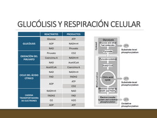 GLUCÓLISIS Y RESPIRACIÓN CELULAR
REACTANTES PRODUCTOS
GLUCÓLISIS
Glucosa ATP
ADP NADH+H
NAD Piruvato
OXIDACÍÓN DEL
PIRUVATO
Piruvato CO2
Coenzima A NADH+H
NAD AcetilCoA
CICLO DEL ÁCIDO
CÍTRICO
AcetilCoA Coenzima A
NAD NADH+H
FAD FADH2
ADP
ATP
CO2
CADENA
TRANSPORTADORA
DE ELECTRONES
NADH+H NAD
FADH2 FAD
O2 H2O
ADP ATP
 