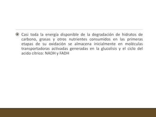  Casi toda la energía disponible de la degradación de hidratos de
carbono, grasas y otros nutrientes consumidos en las primeras
etapas de su oxidación se almacena inicialmente en moléculas
transportadoras activadas generadas en la glucolisis y el ciclo del
acido cítrico: NADH y FADH
 