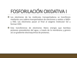 FOSFORILACIÓN OXIDATIVA I
 Los electrones de las moléculas transportadoras se transfieren
mediante una cadena transportadora de electrones y oxidan a NAD+
y FAD. Los electrones pasan al final al oxigeno molecular O2 y
forman H2O.
 Esta transferencia de electrones libera energía que bombea
protones procedentes del agua, a través de la membrana y genera
así un gradiente electroquímico de protones.
 