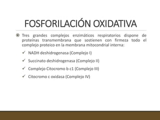 FOSFORILACIÓN OXIDATIVA
 Tres grandes complejos enzimáticos respiratorios dispone de
proteínas transmembrana que sostienen con firmeza todo el
complejo proteico en la membrana mitocondrial interna:
 NADH deshidrogenasa (Complejo I)
 Succinato deshidrogenasa (Complejo II)
 Complejo Citocromo b c1 (Complejo III)
 Citocromo c oxidasa (Complejo IV)
 