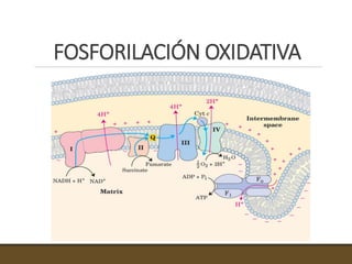 FOSFORILACIÓN OXIDATIVA
 