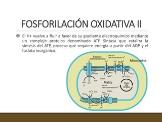 FOSFORILACIÓN OXIDATIVA II
 El H+ vuelve a fluir a favor de su gradiente electroquímico mediante
un complejo proteico denominado ATP Sintasa que cataliza la
síntesis del ATP, proceso que requiere energía a partir del ADP y el
fosfato inorgánico.
 