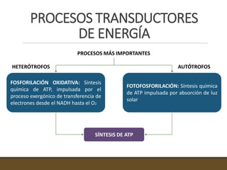 PROCESOS TRANSDUCTORES
DE ENERGÍA
FOSFORILACIÓN OXIDATIVA: Síntesis
química de ATP, impulsada por el
proceso exergónico de transferencia de
electrones desde el NADH hasta el O2
FOTOFOSFORILACIÓN: Síntesis química
de ATP impulsada por absorción de luz
solar
PROCESOS MÁS IMPORTANTES
HETERÓTROFOS AUTÓTROFOS
SÍNTESIS DE ATP
 