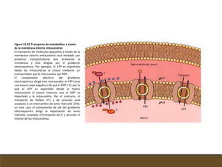 Figura 10.12 Transporte de metabolitos a través
de la membrana interna mitocondrial.
El transporte de moléculas pequeñas a través de la
membrana interna mitocondrial está mediado por
proteínas transportadoras que atraviesan la
membrana y está dirigido por el gradiente
electroquímico. Por ejemplo, el ATP es exportado
desde las mitocondrias al citosol mediante un
transportador que lo intercambia por ADP.
El componente eléctrico del gradiente
electroquímico dirige este intercambio: el ATP tiene
una mayor carga negativa (-4) que el ADP (-3), por lo
que el ATP es exportado desde la matriz
mitocondrial al citosol mientras que el ADP es
importado a la mitocondria. Por el contrario, el
transporte de fosfato (P,) y de piruvato está
acoplado a un intercambio de iones hidroxilo (OH);
en este caso el componente de pH del gradiente
electroquímico dirige la exportación de iones
hidroxilo, acoplada al transporte de P, y piruvato al
interior de las mitocondrias.
 