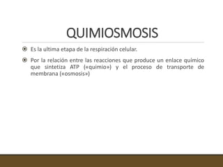 QUIMIOSMOSIS
 Es la ultima etapa de la respiración celular.
 Por la relación entre las reacciones que produce un enlace químico
que sintetiza ATP («quimio») y el proceso de transporte de
membrana («osmosis»)
 