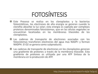 FOTOSÍNTESIS
 Este Proceso se realiza en los cloroplastos y la bacterias
fotosintéticas, los electrones de alta energía se generan cuando la
clorofila absorbe la luz solar; esta energía es captada por complejos
proteicos denominados fotosistemas, que en las células vegetales se
encuentran localizadas en las membranas tilacoides de los
cloroplastos.
 Las cadenas de transporte de electrones asociadas con los
fotosistemas transfieren electrones del agua mas NADP+ y forman
NADPH. El O2 se genera como subproducto.
 Las cadenas de transporte de electrones en los cloroplastos generan
una gradiente de protones a través de la membrana tilacoide. Esta
gradiente de protones es utilizada por una ATP Sintasa de la
membrana en la producción de ATP.
http://www.youtube.com/watch?v=AjQd-TaQpuQ
 
