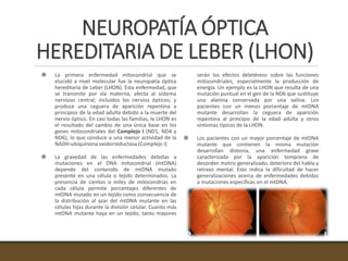 NEUROPATÍA ÓPTICA
HEREDITARIA DE LEBER (LHON)
 La primera enfermedad mitocondrial que se
elucidó a nivel molecular fue la neuropatía óptica
hereditaria de Leber (LHON). Esta enfermedad, que
se transmite por vía materna, afecta al sistema
nervioso central; incluidos los nervios ópticos; y
produce una ceguera de aparición repentina a
principios de la edad adulta debido a la muerte del
nervio óptico. En casi todas las familias, la LHON es
el resultado del cambio de una única base en los
genes mitocondriales del Complejo I (ND1, ND4 y
ND6), lo que conduce a una menor actividad de la
NADH-ubiquinona oxidorreductasa (Complejo I)
 La gravedad de las enfermedades debidas a
mutaciones en el DNA mitocondrial (mtDNA)
depende del contenido de mtDNA mutado
presente en una célula o tejido determinados. La
presencia de cientos o miles de mitocondrias en
cada célula permite porcentajes diferentes de
mtDNA mutado en un tejido como consecuencia de
la distribución al azar del mtDNA mutante en las
células hijas durante la división celular. Cuanto más
mtDNA mutante haya en un tejido, tanto mayores
serán los efectos deletéreos sobre las funciones
mitocondriales, especialmente la producción de
energía. Un ejemplo es la LHON que resulta de una
mutación puntual en el gen de la ND6 que sustituye
una alanina conservada por una valina. Los
pacientes con un menos porcentaje de mtDNA
mutante desarrollan la ceguera de aparición
repentina al principio de la edad adulta y otros
síntomas típicos de la LHON.
 Los pacientes con un mayor porcentaje de mtDNA
mutante que contienen la misma mutación
desarrollan distonía, una enfermedad grave
caracterizada por la aparición temprana de
desorden motriz generalizado, deterioro del habla y
retraso mental. Esto indica la dificultad de hacer
generalizaciones acerca de enfermedades debidas
a mutaciones específicas en el mtDNA.
 