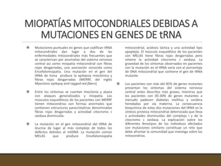 MIOPATÍAS MITOCONDRIALES DEBIDAS A
MUTACIONES EN GENES DE tRNA
 Mutaciones puntuales en genes que codifican tRNA
mitocondriales dan lugar a dos de las
enfermedades mitocondriales más frecuentes que
se caracterizan por anomalías del sistema nervioso
central así como miopatía mitocondrial con fibras
rojas desgarradas, una asociación conocida como
Encefalomiopatía. Una mutación en el gen del
tRNA de lisina produce la epilepsia mioclónica y
fibras rojas desgarradas (MERRF, del inglés
Myoclonic epilepsy and ragged red fibers)
 Entre los síntomas se cuentan mioclonía y ataxia
con ataques generalizados y miopatía. Los
músculos esqueléticos de los pacientes con MERRF
tienen mitocondrias con formas anormales que
contienen estructuras paracristalinas denominadas
fibras rojas desgarradas y actividad citocromo c
oxidasa disminuida.
 La mutación en el gen mitocondrial del tRNA de
leucina da lugar al más complejo de todos los
defectos debidos al mtDNA: La mutación común
MELAS que produce Encefalomiopatía
mitocondrial, acidosis láctica y una actividad tipo
apoplejía. El músculo esquelético de los pacientes
con MELAS tiene fibras rojas desgarradas pero
retiene la actividad citocromo c oxidasa. La
gravedad de los síntomas observados en pacientes
con la mutación en el tRNA varía con el porcentaje
de DNA mitocondrial que contiene el gen de tRNA
mutante.
 Los pacientes con más del 85% de genes mutantes
presentan los síntomas del sistema nervioso
central antes descritos más graves, mientras que
los pacientes con 05-30% de genes mutantes a
menudo padecen diabetes mellitus y sordera
heredadas por vía materna. La consecuencia
bioquímica de estas dos mutaciones del tRNA es la
síntesis proteica mitocondrial deteriorada que lleva
a actividades disminuidas del complejo I y de la
citocromo c oxidasa. La explicación sobre los
diferentes fenotipos de los individuos afectados
con mutaciones similares constituye un reto que
debe afrontar la comunidad que investiga sobre las
mitocondrias.
 