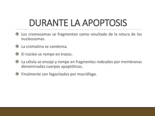 DURANTE LA APOPTOSIS
 Los cromosomas se fragmentan como resultado de la rotura de los
nucleosomas.
 La cromatina se condensa.
 El núcleo se rompe en trozos.
 La célula se encoje y rompe en fragmentos rodeados por membranas
denominados cuerpos apoptóticos.
 Finalmente son fagocitados por macrófago.
 