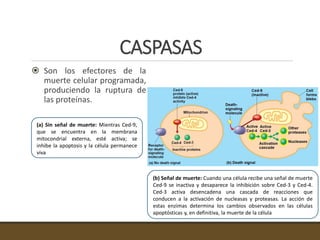 CASPASAS
 Son los efectores de la
muerte celular programada,
produciendo la ruptura de
las proteínas.
(b) Señal de muerte: Cuando una célula recibe una señal de muerte
Ced-9 se inactiva y desaparece la inhibición sobre Ced-3 y Ced-4.
Ced-3 activa desencadena una cascada de reacciones que
conducen a la activación de nucleasas y proteasas. La acción de
estas enzimas determina los cambios observados en las células
apoptósticas y, en definitiva, la muerte de la célula
(a) Sin señal de muerte: Mientras Ced-9,
que se encuentra en la membrana
mitocondrial externa, esté activa; se
inhibe la apoptosis y la célula permanece
viva
 