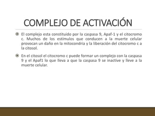 COMPLEJO DE ACTIVACIÓN
 El complejo esta constituido por la caspasa 9, Apaf-1 y el citocromo
c. Muchos de los estímulos que conducen a la muerte celular
provocan un daño en la mitocondria y la liberación del citocromo c a
la citosol.
 En el citosol el citocromo c puede formar un complejo con la caspasa
9 y el Apaf1 lo que lleva a que la caspasa 9 se inactive y lleve a la
muerte celular.
 