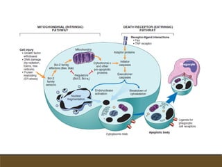 Semana 09 (transducción de la energía)