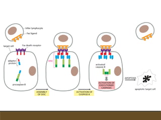 Semana 09 (transducción de la energía)