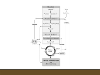 Semana 09 (transducción de la energía)