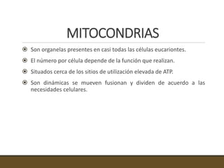 MITOCONDRIAS
 Son organelas presentes en casi todas las células eucariontes.
 El número por célula depende de la función que realizan.
 Situados cerca de los sitios de utilización elevada de ATP.
 Son dinámicas se mueven fusionan y dividen de acuerdo a las
necesidades celulares.
 