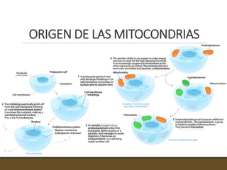 ORIGEN DE LAS MITOCONDRIAS
 