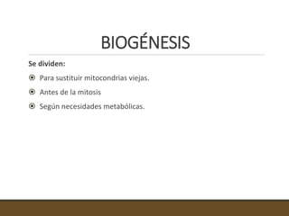 BIOGÉNESIS
Se dividen:
 Para sustituir mitocondrias viejas.
 Antes de la mitosis
 Según necesidades metabólicas.
 