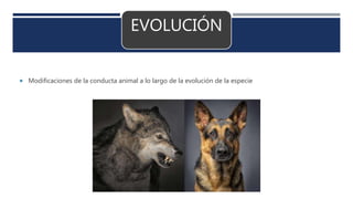 EVOLUCIÓN
 Modificaciones de la conducta animal a lo largo de la evolución de la especie
 