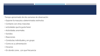 Tiempo aproximado de dos semanas de observación
• Exponer la mascota a determinados estímulos
• Contacto con otras mascotas
• actividades que le gusta hacer
• Actividades anormales
• Sonidos
• Reacciones
• Conductas individuales y en grupo
• Como es su alimentación
• Horarios
• En donde come , con que frecuencia
 