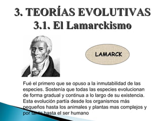 Fué el primero que se opuso a la inmutabilidad de las especies. Sostenía que todas las especies evolucionan de forma gradual y continua a lo largo de su existencia. Esta evolución partía desde los organismos más pequeños hasta los animales y plantas mas complejos y por tanto hasta el ser humano 3. TEORÍAS EVOLUTIVAS 3.1. El Lamarckismo LAMARCK 